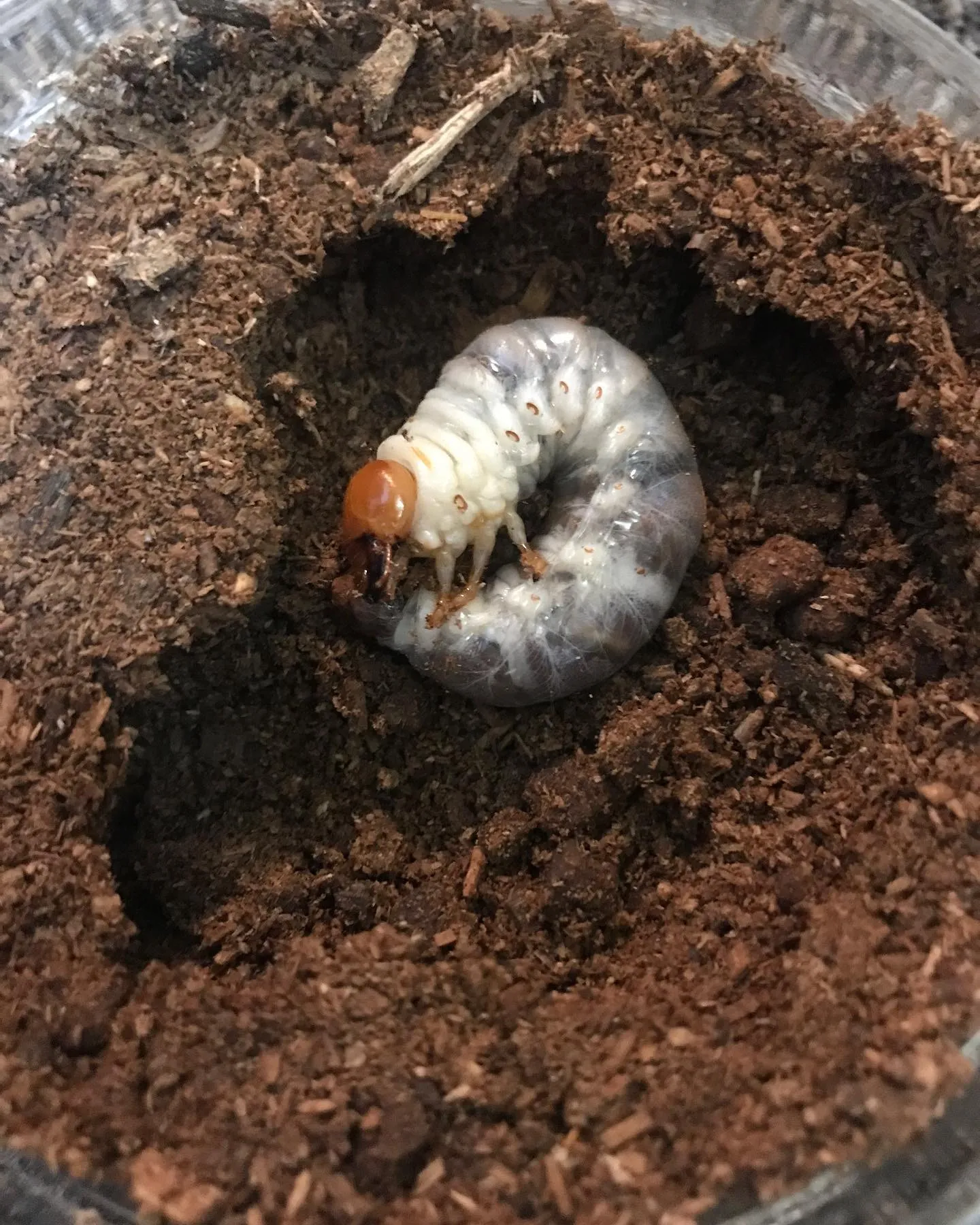 事務所で飼ってるオオクワガタの...